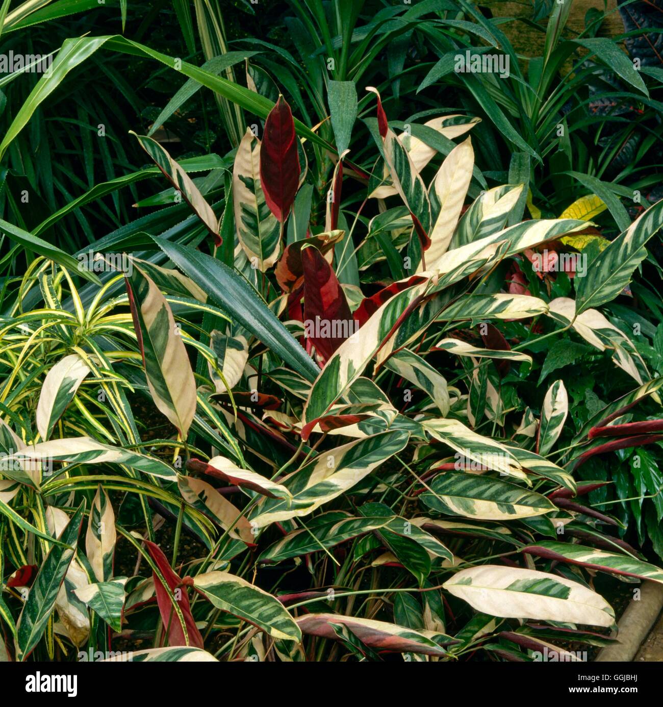 Ctenanthe oppenheimiana - `Tricolor'- - Never-never Plant   HPS041447  /Photo Stock Photo
